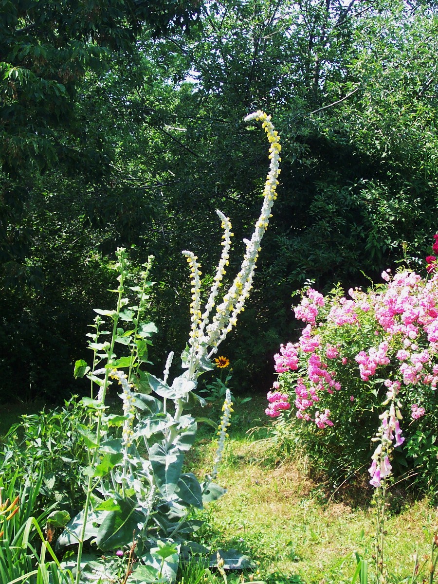 Mullein Plant